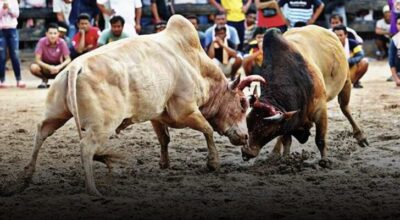 นักสู้ วัวชน เว็บถ่ายทอดสดวัวชน UFABET บริการเดิมพันขั้นต่ำ 10 บาท